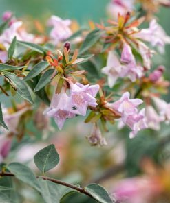 Abelia “Edward Goucher”