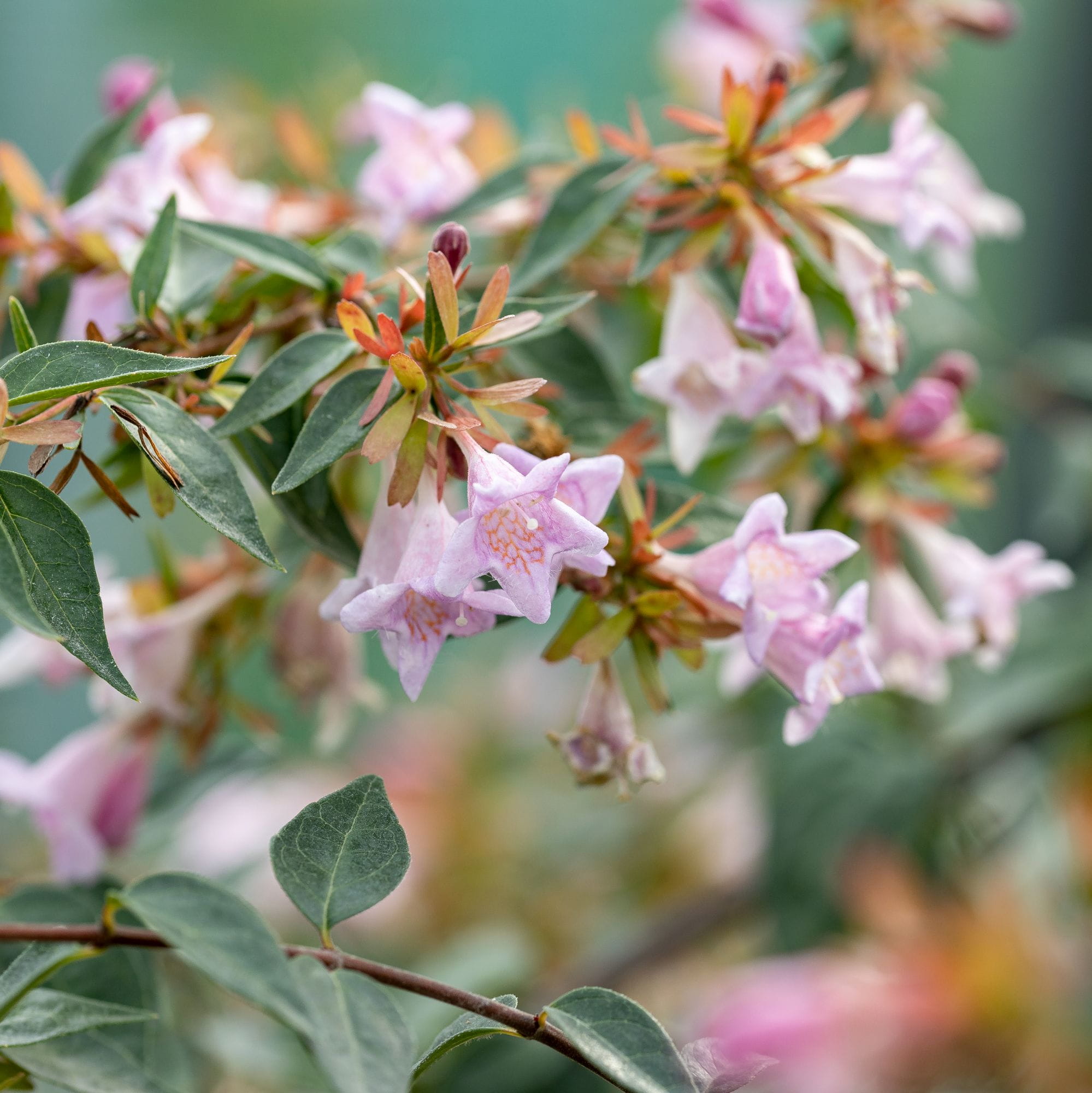 Abelia “Edward Goucher”