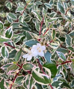 Abelia x grandiflora “Confetti”