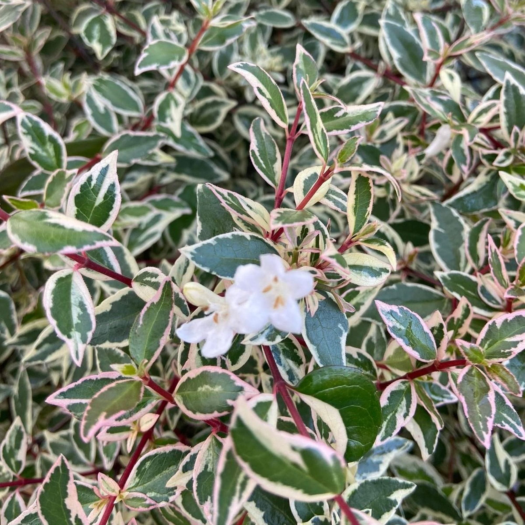 Abelia x grandiflora “Confetti”