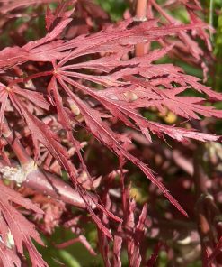 Acer palmatum “Dissectum Firecracker”