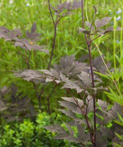Actaea simplex “Brunette”