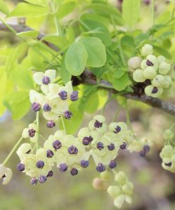 Akebia quinata “Cream Form”