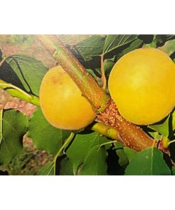 Albicocco “Formiana”