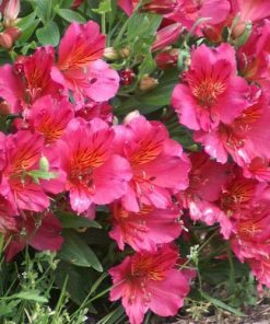 Alstroemeria “Colorita Ivana”
