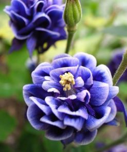 Aquilegia vulgaris “Winky Double Blue-White”