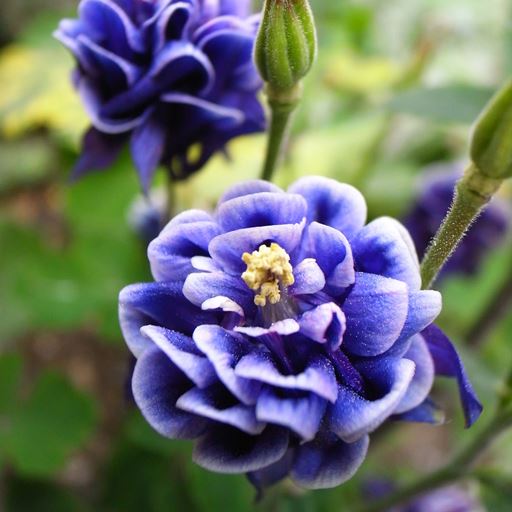 Aquilegia vulgaris “Winky Double Blue-White”