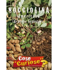 Arachis hypogaea (Semente)