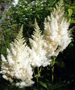 Astilbe “Snow Spirit”