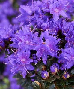 Azalea impeditum “Purple Pillow”