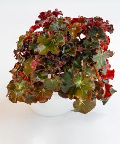 Begonia blad x erythrophylla “Jungle Black”