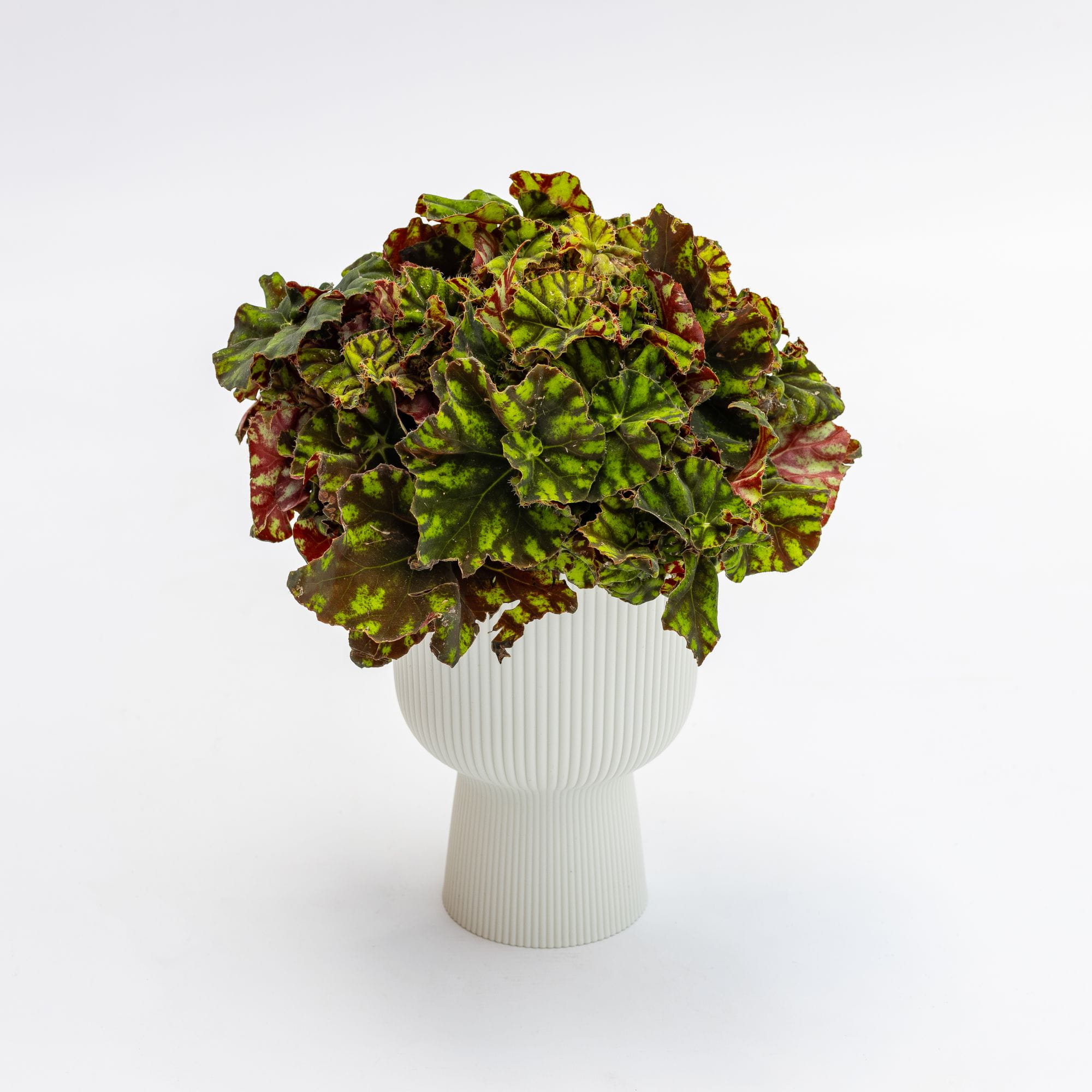 Begonia bowerae