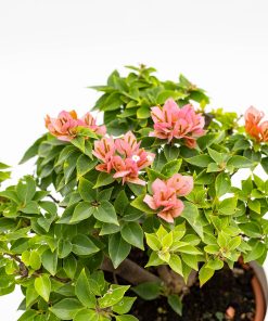 Bougainvillea “Mini-Thai”