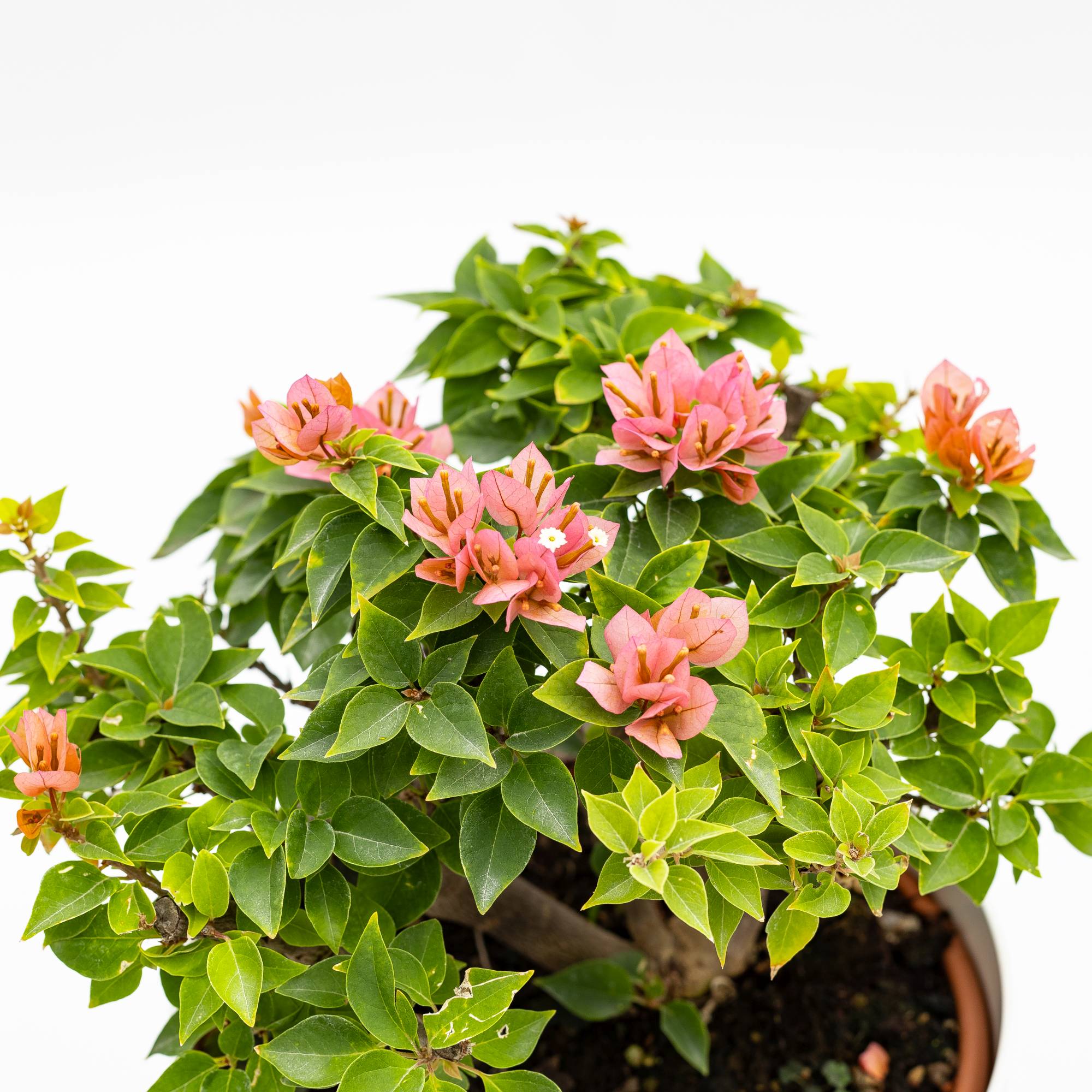 Bougainvillea “Mini-Thai”