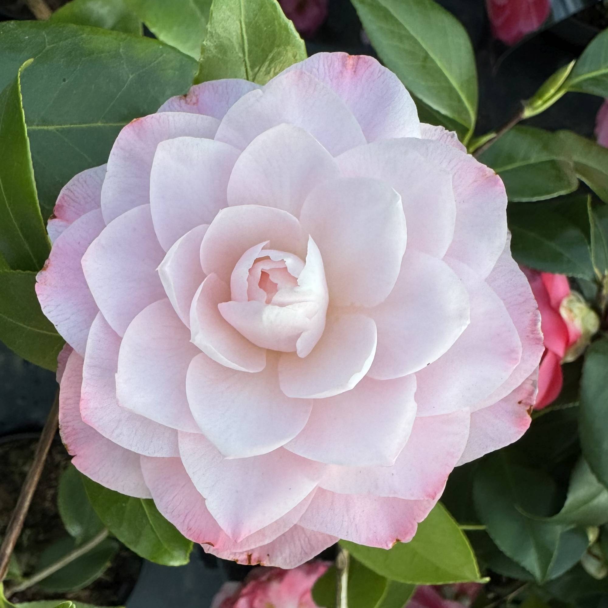 Camellia japonica “Nuccio’s Pearl”