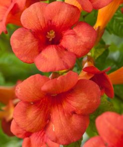 Campsis x tagliabuana “Madame Galen”