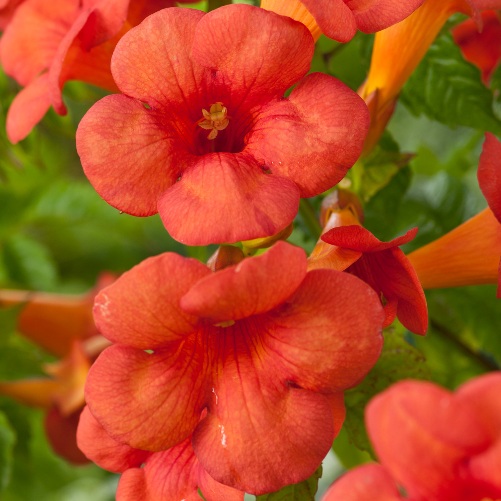 Campsis x tagliabuana “Madame Galen”