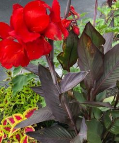 Canna “Red”