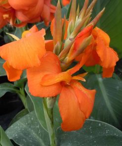 Canna indica “Cannova Orange Shades”