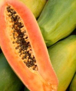 Carica papaya “Sweet Sense”