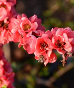 Chaenomeles x superba “Pink Lady”