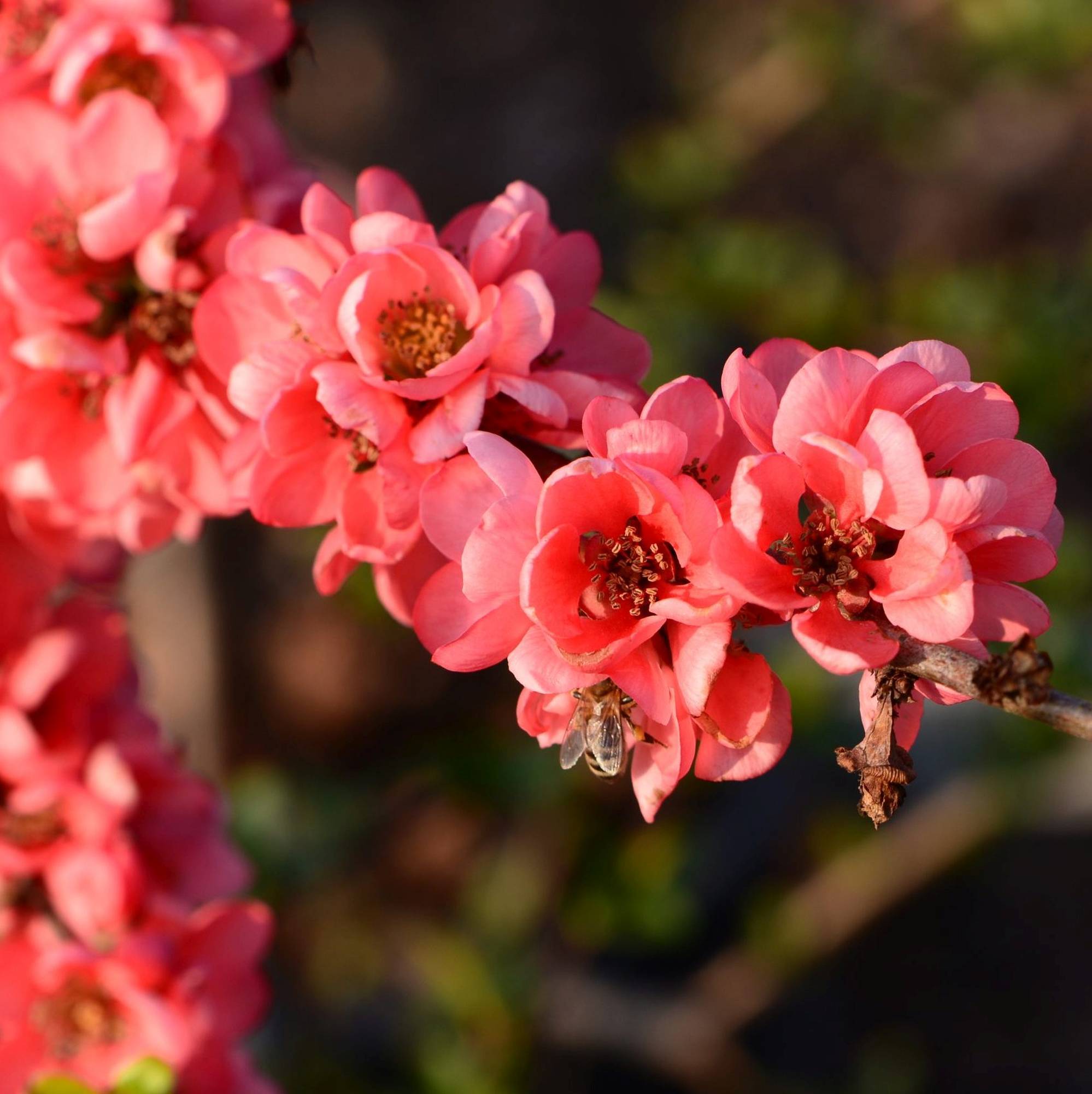 Chaenomeles x superba “Pink Lady”