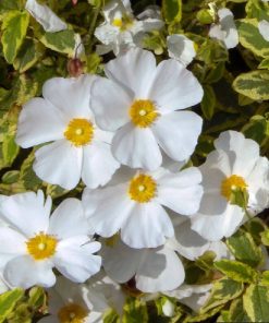 Cistus x corbariensis “Little Miss Sunshine”