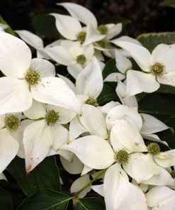 Cornus kousa “Jasmine”