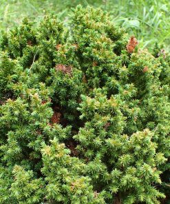 Cryptomeria japonica “Vilmoriniana”