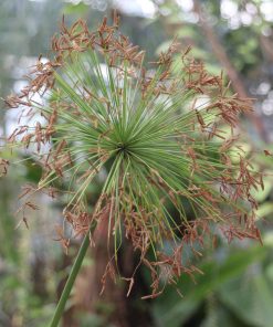 Cyperus haspan