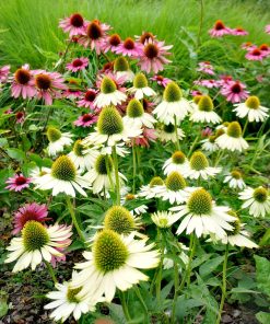 Echinacea in varietà