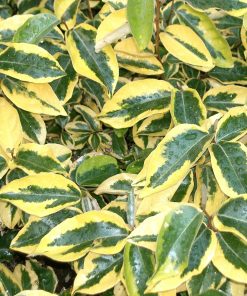 Elaeagnus x ebbingei “Gilt Edge”