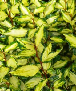 Elaeagnus x ebbingei “Maryline Abrela”
