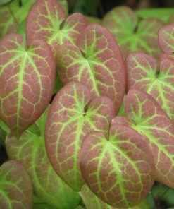 Epimedium x versicolor “Sulphureum”
