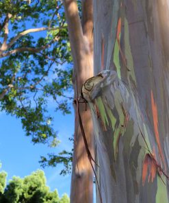Eucalyptus deglupta