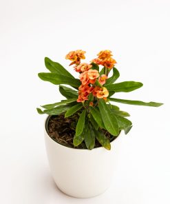 Euphorbia milii “Orange”