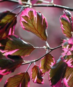 Fagus sylvatica “Tricolor”