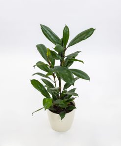 Ficus cyathistipula
