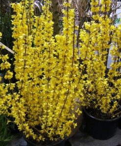 Forsythia x intermedia “Goldrausch”