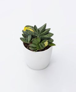 Gasteria verrucosa “Variegata”