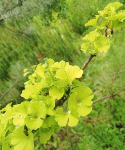 Ginkgo biloba “Mariken” (maschio – NO FRUTTI)