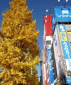 Ginkgo biloba “Pyramidalis”