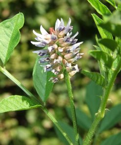 Glycyrrhiza glabra