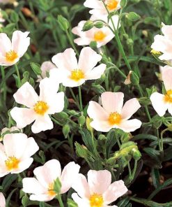 Halimiocistus sahucii