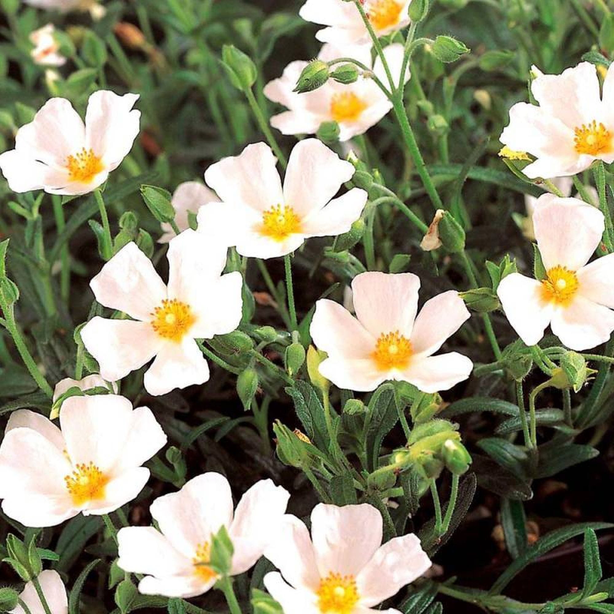 Halimiocistus sahucii