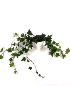 Hedera helix “Elja”