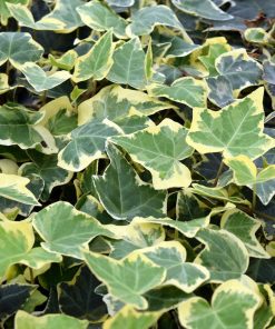 Hedera helix “Goldchild”