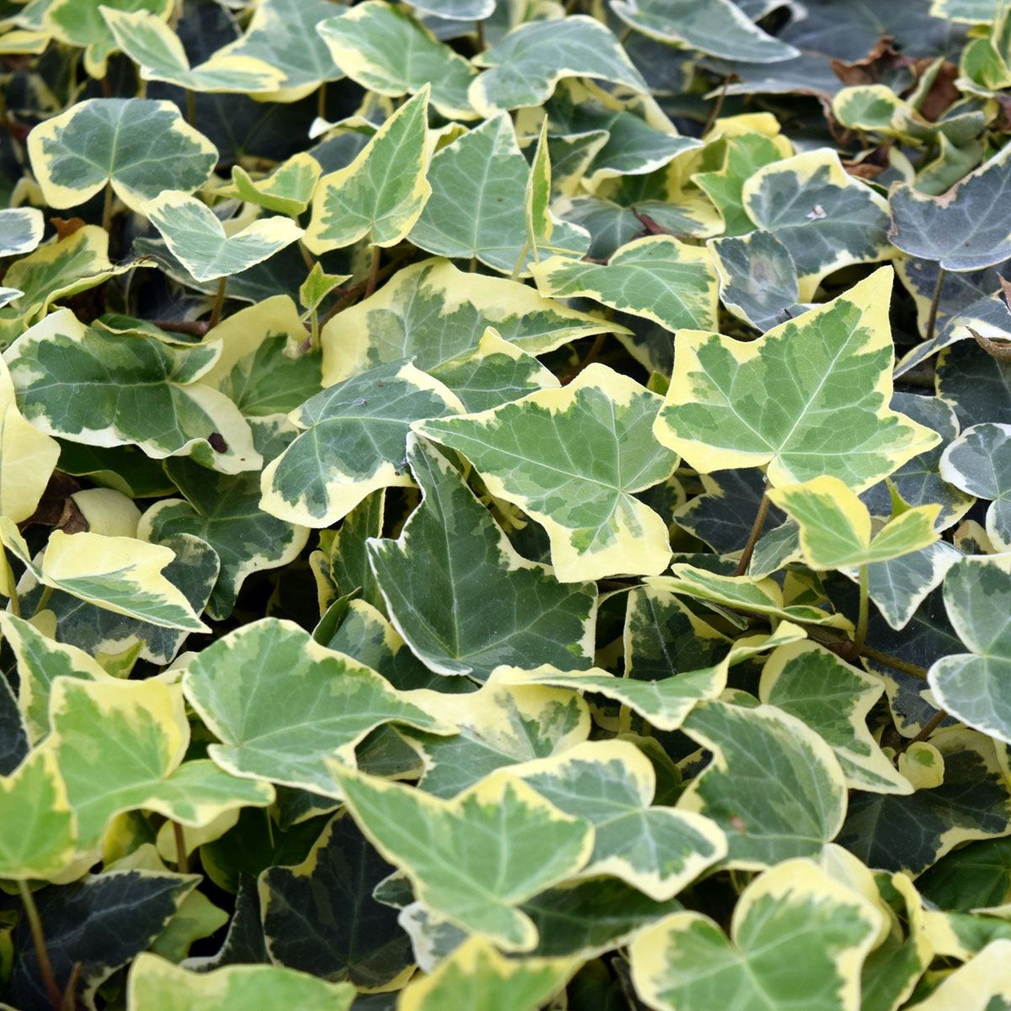 Hedera helix “Goldchild”