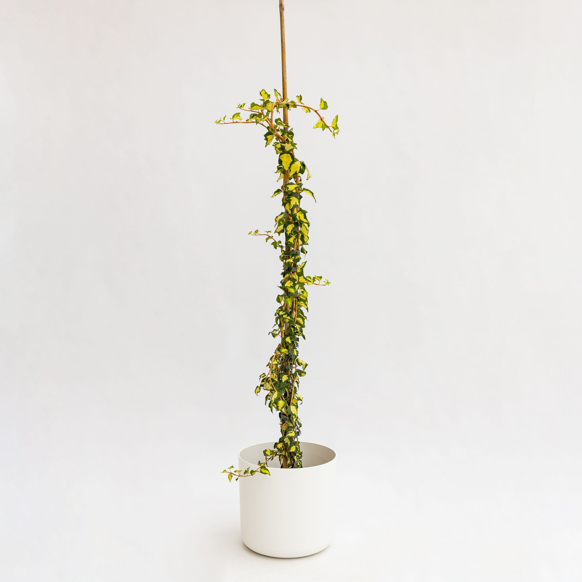 Hedera helix “Goldchild” - immagine 2