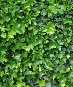 Hedera helix “Hibernica”